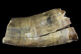 Partial Tyrannosaur Tooth - Aguja Formation, Texas #105070-1